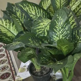 Деффенбахия