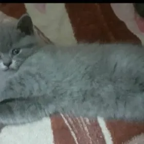 британский котенок