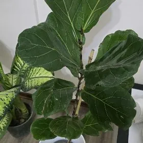 Фикус Лирата ростом 1метр