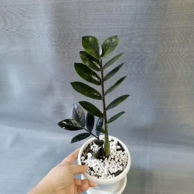 ЗАМИОКУЛЬКАС ЧЕРНЫЙ