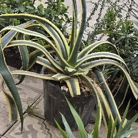 Агава очень больщая