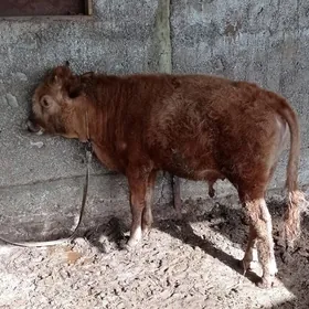 öküz 1 ŷaş 2 aŷ