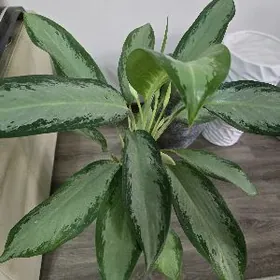 Клеопатра больщая с бутонами