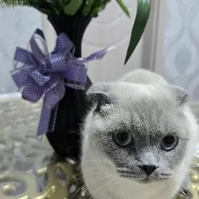 Şatlanskiỳ kolor-point