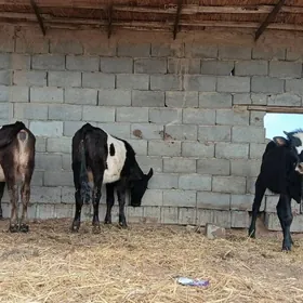 Galeşteýin Tuweler