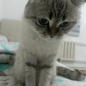 британский вислоухий кот