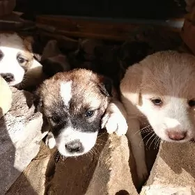 Маленькие щенки