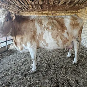 smental bogaz sygyrlar