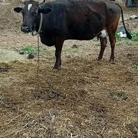 GÖLLELI SYGYR GÖLELI SYGYR