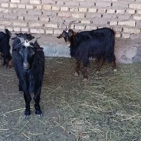 gysyr. boş geçiler