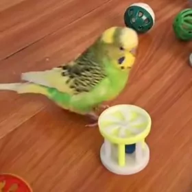 Попугай корум gus im