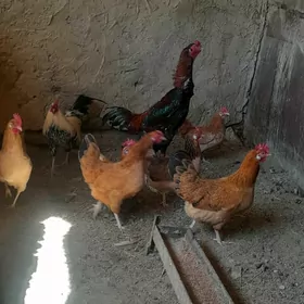 taşkent horoztaşkent horoz