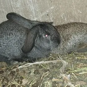 Flandr towşan çagalar.