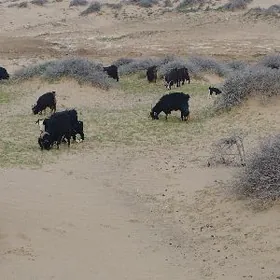 owlakly geçi cewis guzly goyun