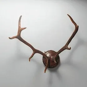 Рога оленя