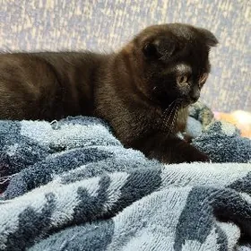 шотландский котенок