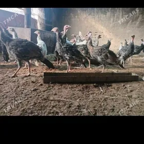 induk juje 4 aylyk hemme zady