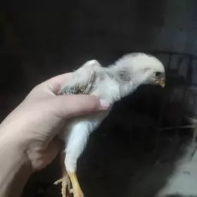 GERMAN SHAMO ŞAMO ШАМО