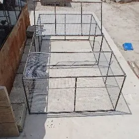 juje we towsan ketek