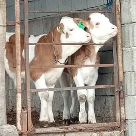 Simental Öküz Öküzçe