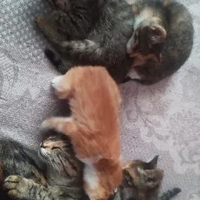 котята в добрые руки