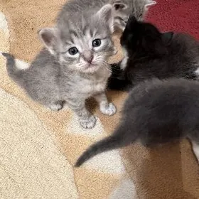 котята/ pisik котята/pisik