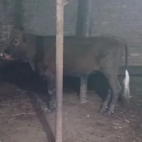 самиз унажын окизлар