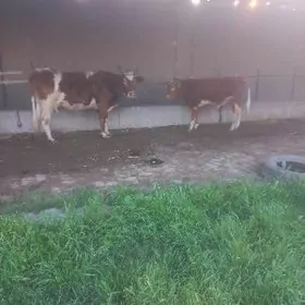 uly gòleli sygyrlar