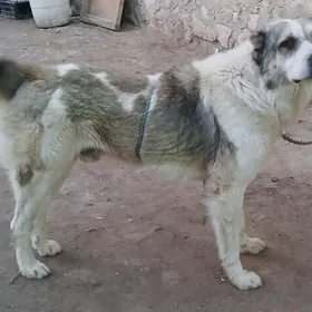 Бойцов гужук