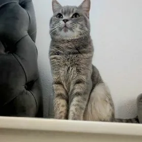 pisik sotlan kopeltmek un