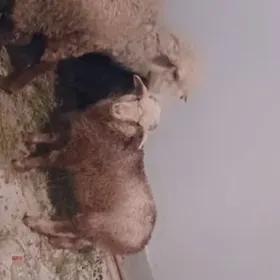 Owlak tokly goyun cebis