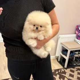 Памеранский шпиц