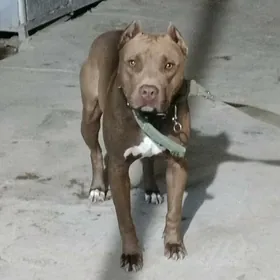 арасса красносы питбул 2 яшынд