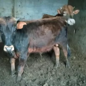 ókiz 2si bile satylýar