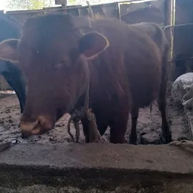 öküzler we gulajynlar