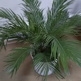 Цикас Пальма