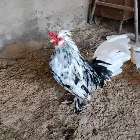 Карлик хороз таввук