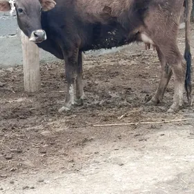 sagylyan gysyr sygyr