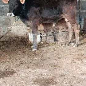 argynal şwes öküz