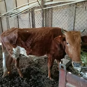 Gysyr sygyr baka duran