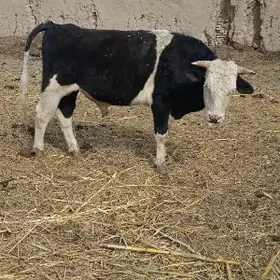 Arassa G🧿lsteyin tohumlyk