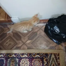 Пишик Котёнок