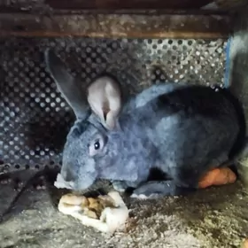 кролик самец