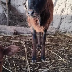 OKUZGE GACAR HER HILLI