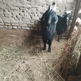 teke suryon arkayyn bol