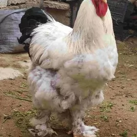 Paroda Tawuk yumurtga 