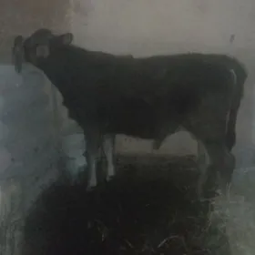 ÖKUZ ŞİWES ARGİNNAL