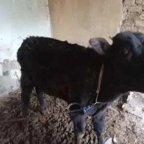 окузче пародыны