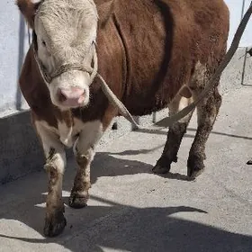 simmental   orginal okuzler