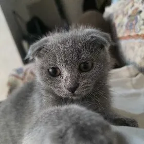 Шотландский кот,Pisik